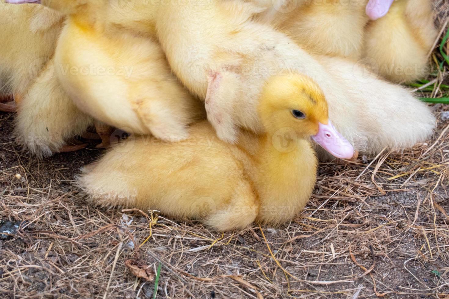 Duck broiler on a home farm photo