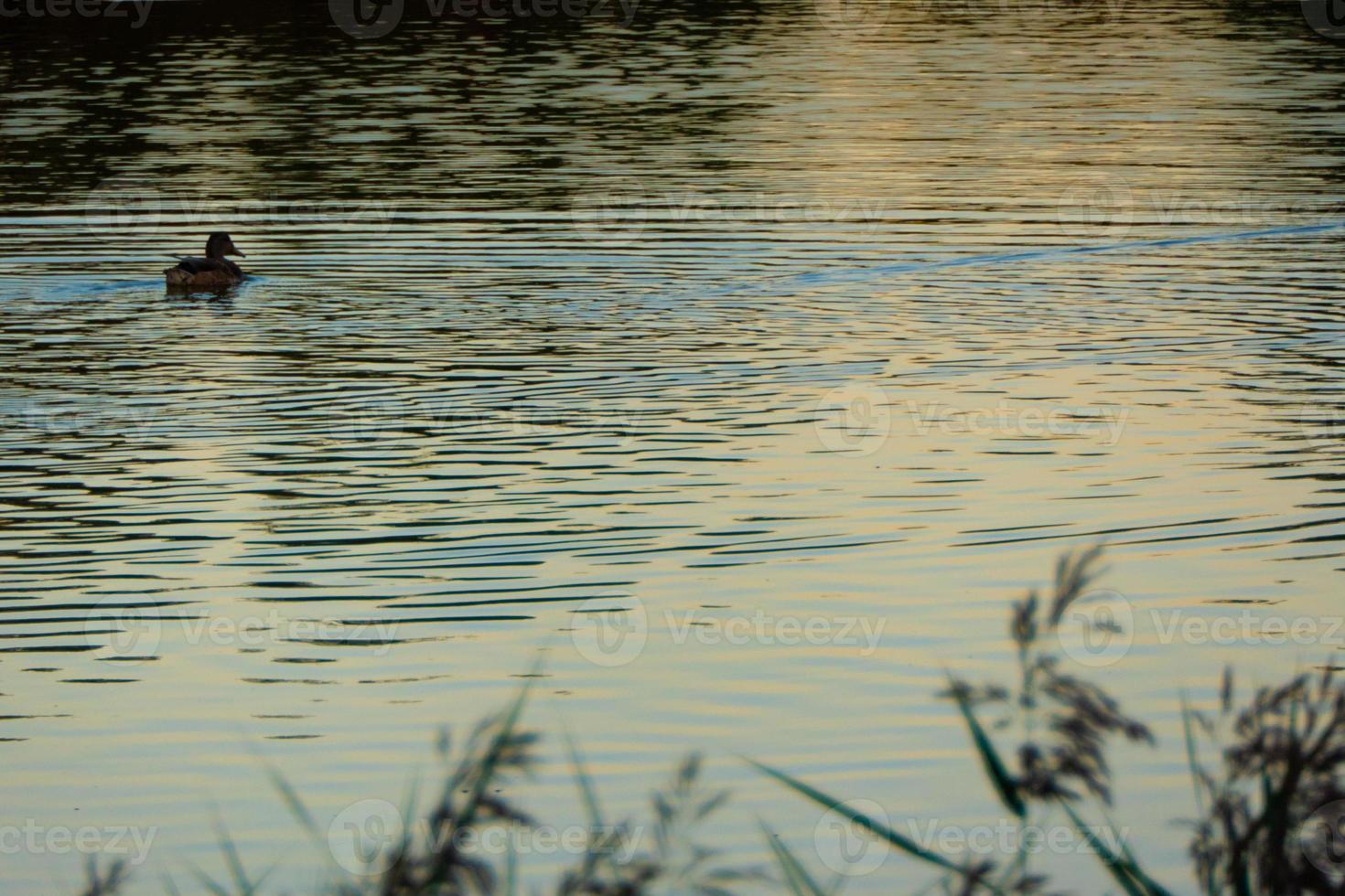 Pato silueta en dorado puesta de sol foto