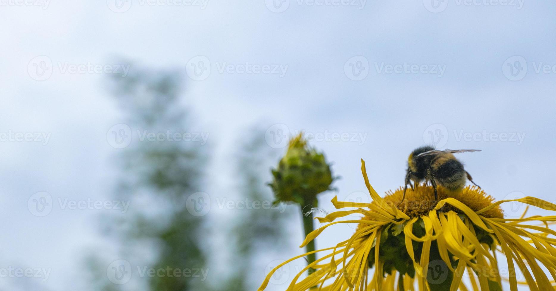 Bee collecting nectar from a beautiful flower photo