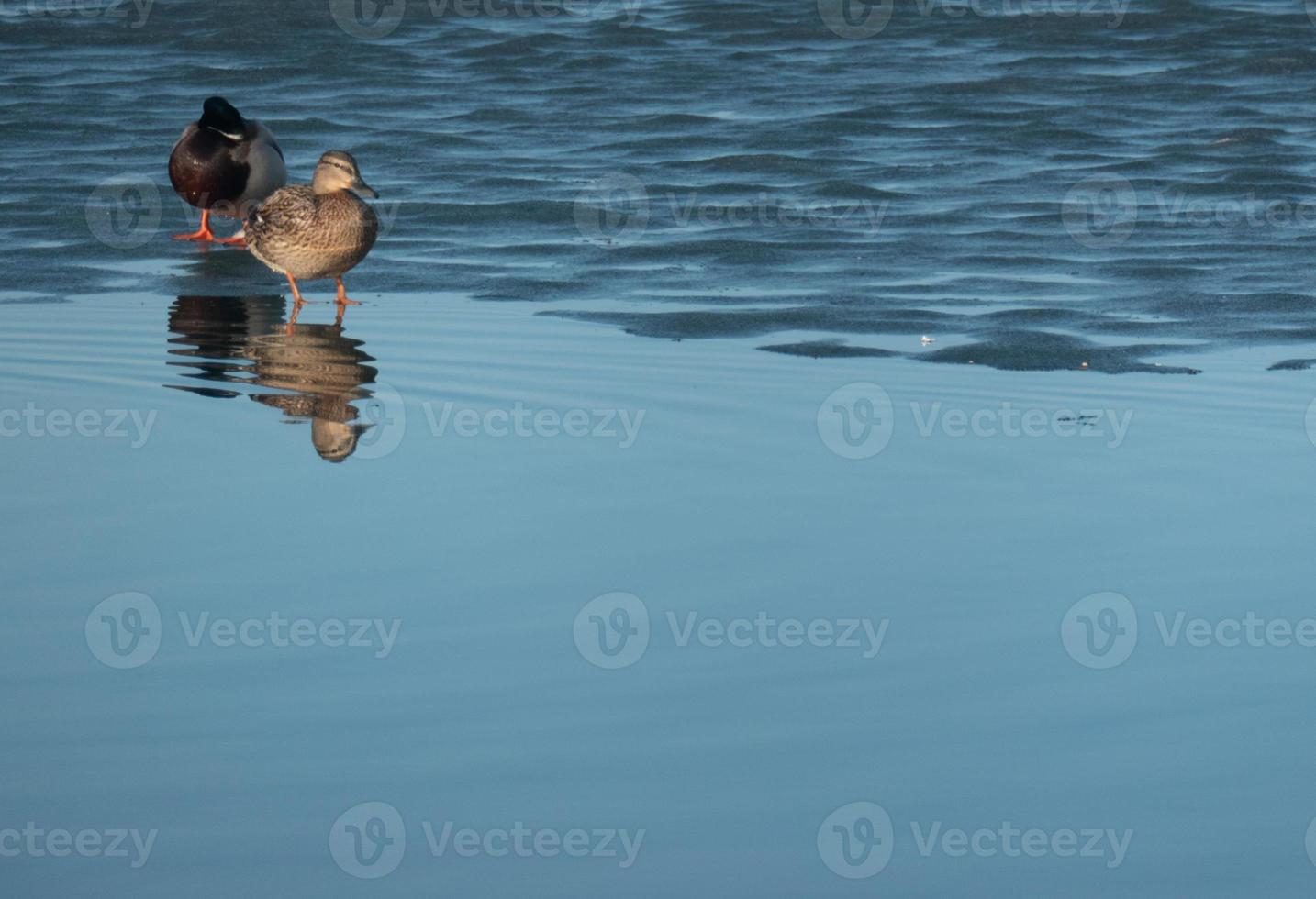 A duck pair for the water. love wings concept. Copy space. photo