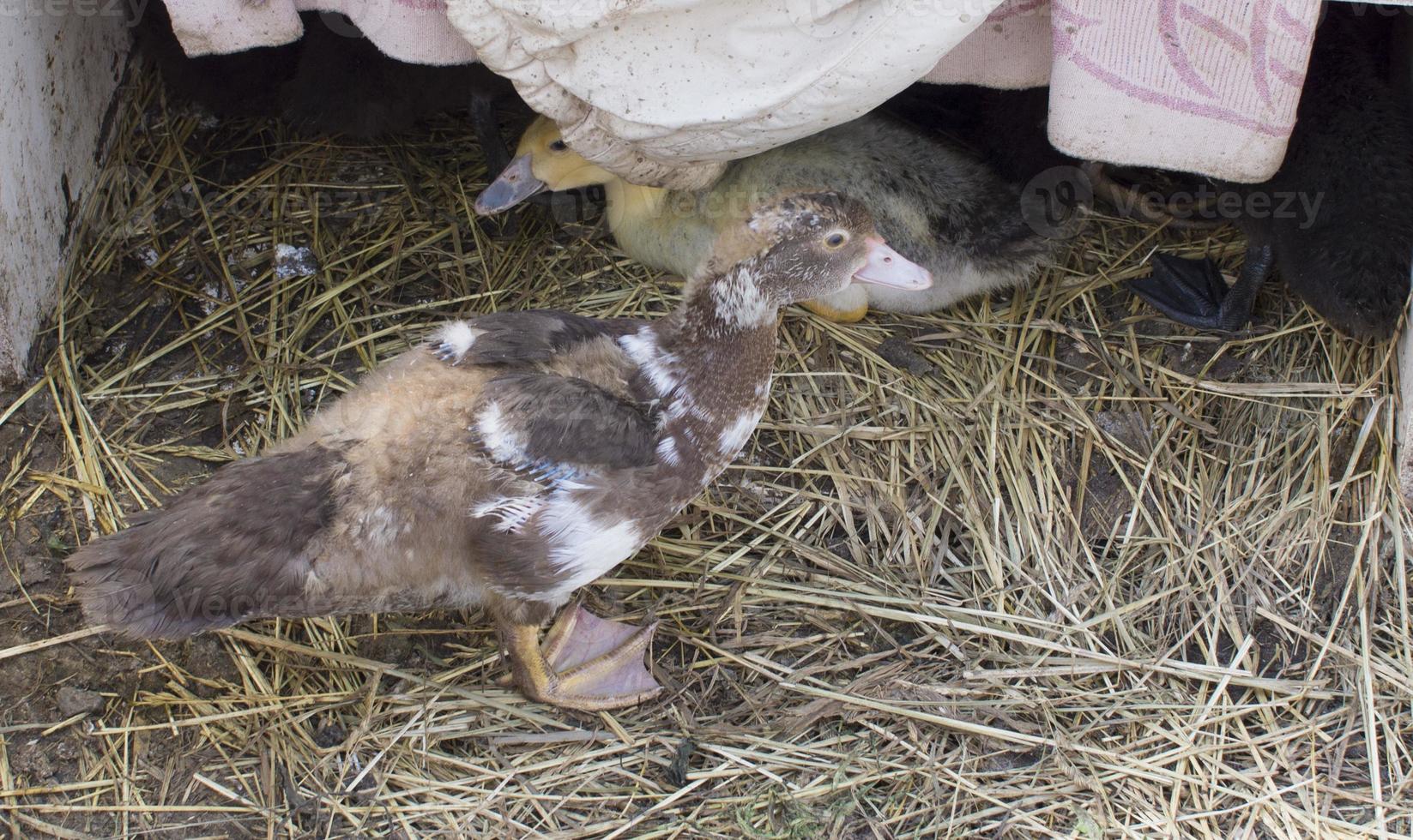 Duck broiler on a home farm photo