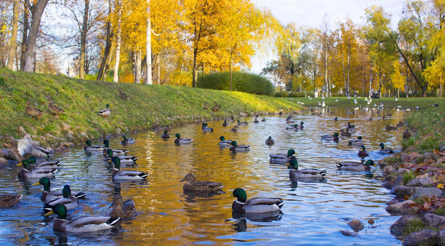 otoño paisaje con rebaño de pato real patos nadar en lago foto