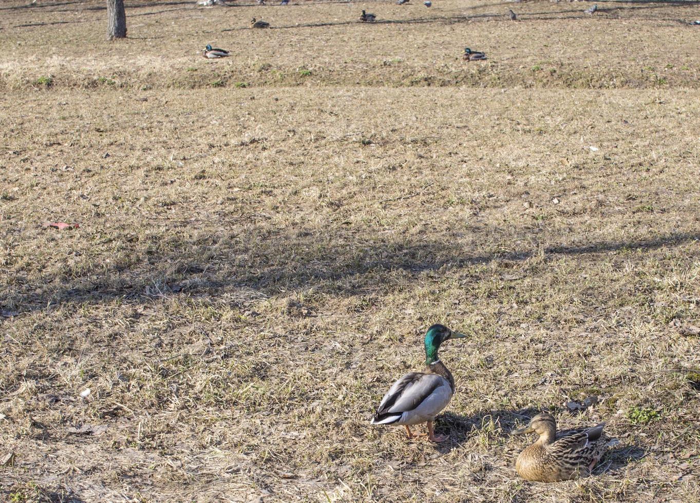 Duck walks on the grass in the Park photo