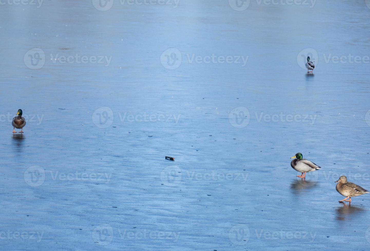 A flock of urban mallard ducks with copy space photo