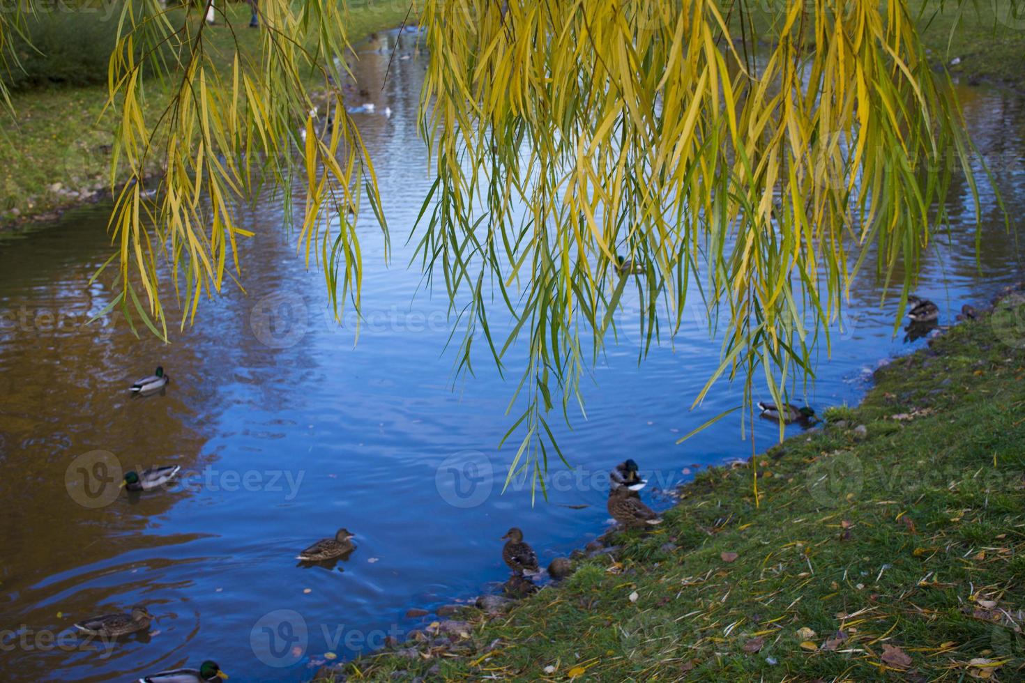 Autumn Landscape With flock of mallard ducks swim on Lake photo
