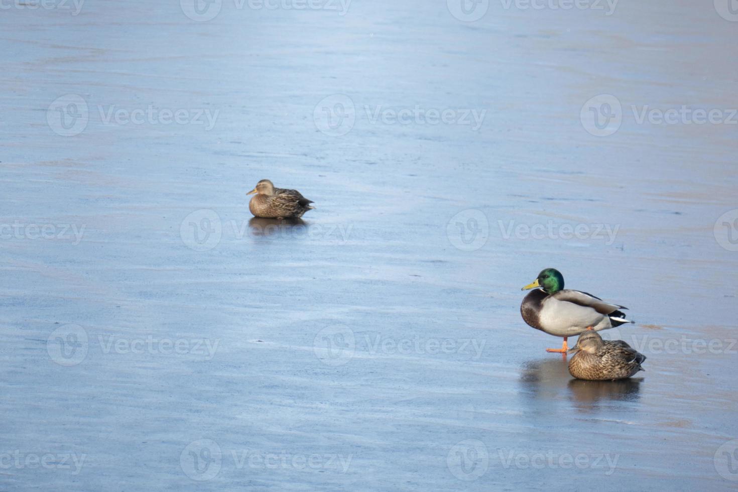 A flock of urban mallard ducks with copy space photo