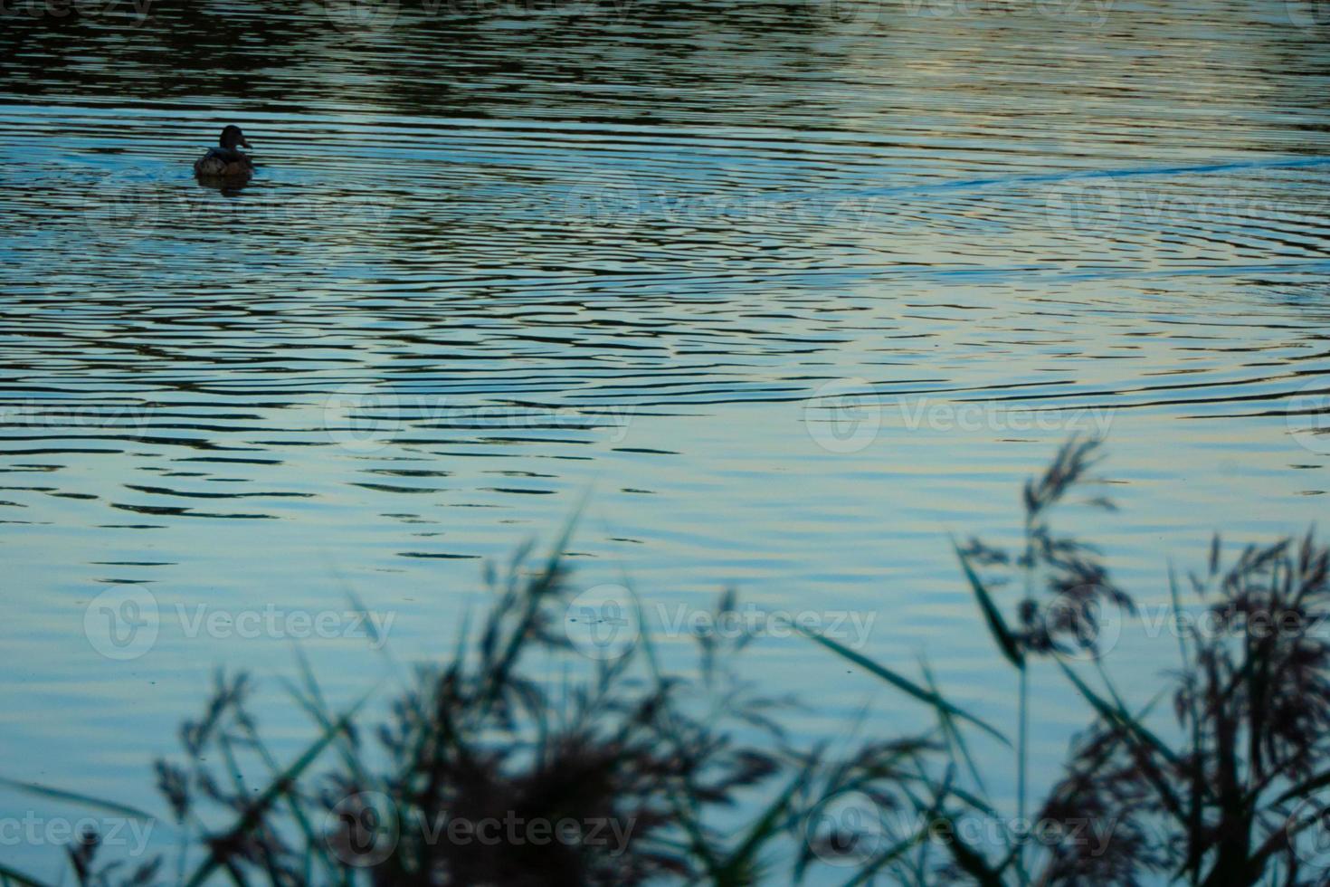 Pato silueta en dorado puesta de sol foto