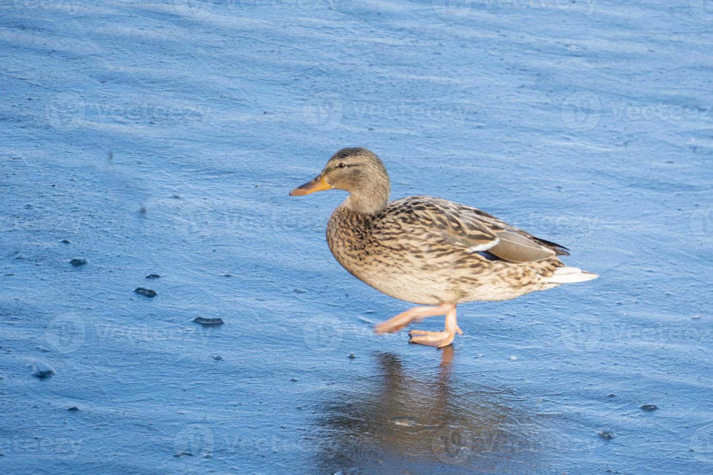 A Female Mallard Duck with copy space photo