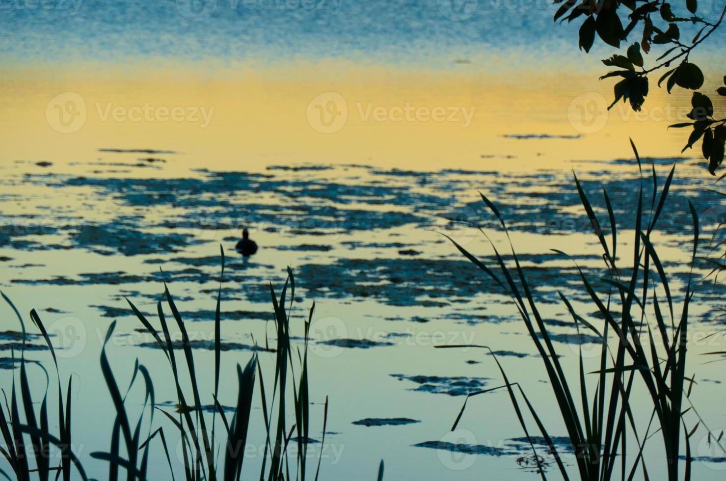 Duck silhouette in golden sunset photo