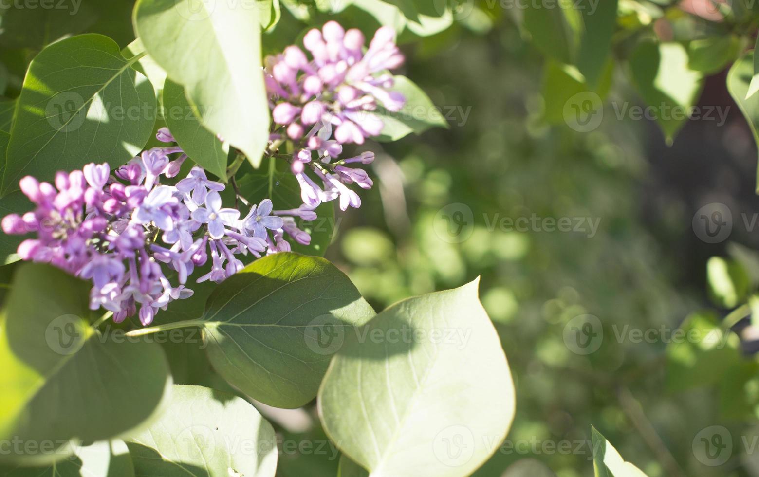 Flower background - lilac flowers in spring garden photo
