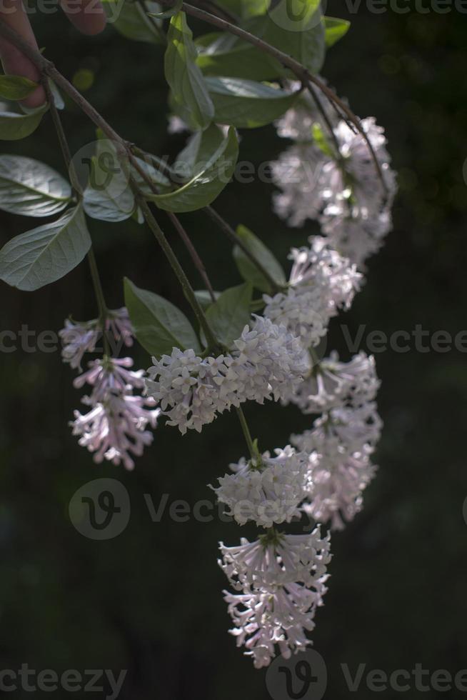 Flower background - lilac flowers in spring garden photo