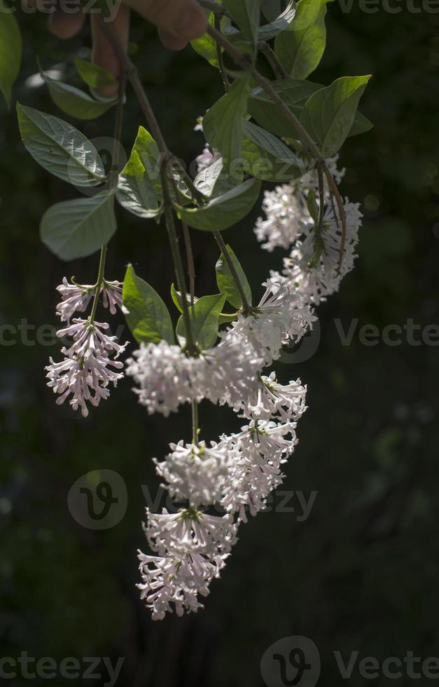 Flower background - lilac flowers in spring garden photo