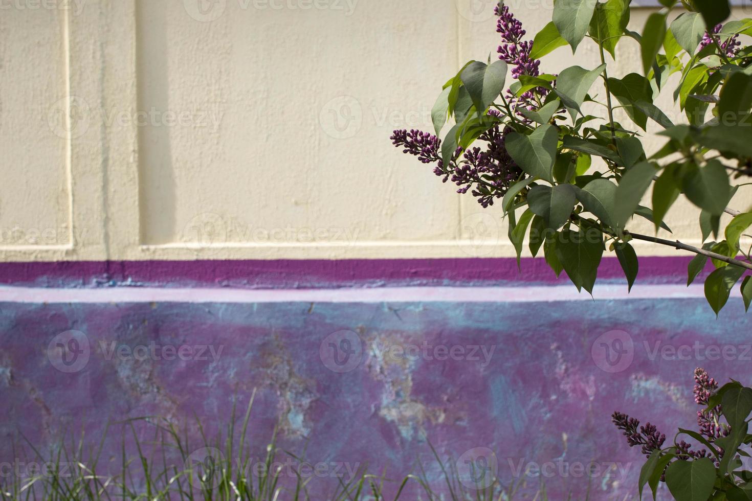 a branch of a blossoming lilac on on a beige and purple background photo