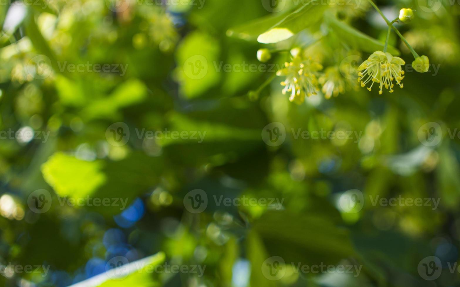 Tilia, linden tree, basswood or lime tree with unblown blossom. Tilia tree is going to bloom. A bee gathers lime-colored honey photo