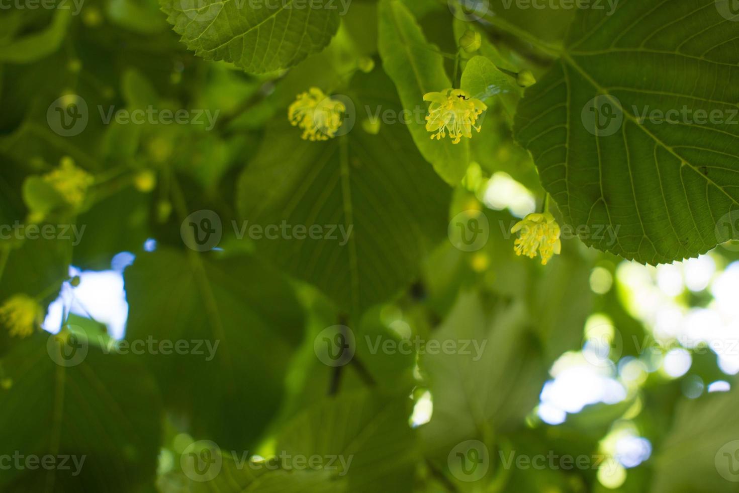 Tilia, linden tree, basswood or lime tree with unblown blossom. Tilia tree is going to bloom. A bee gathers lime-colored honey photo