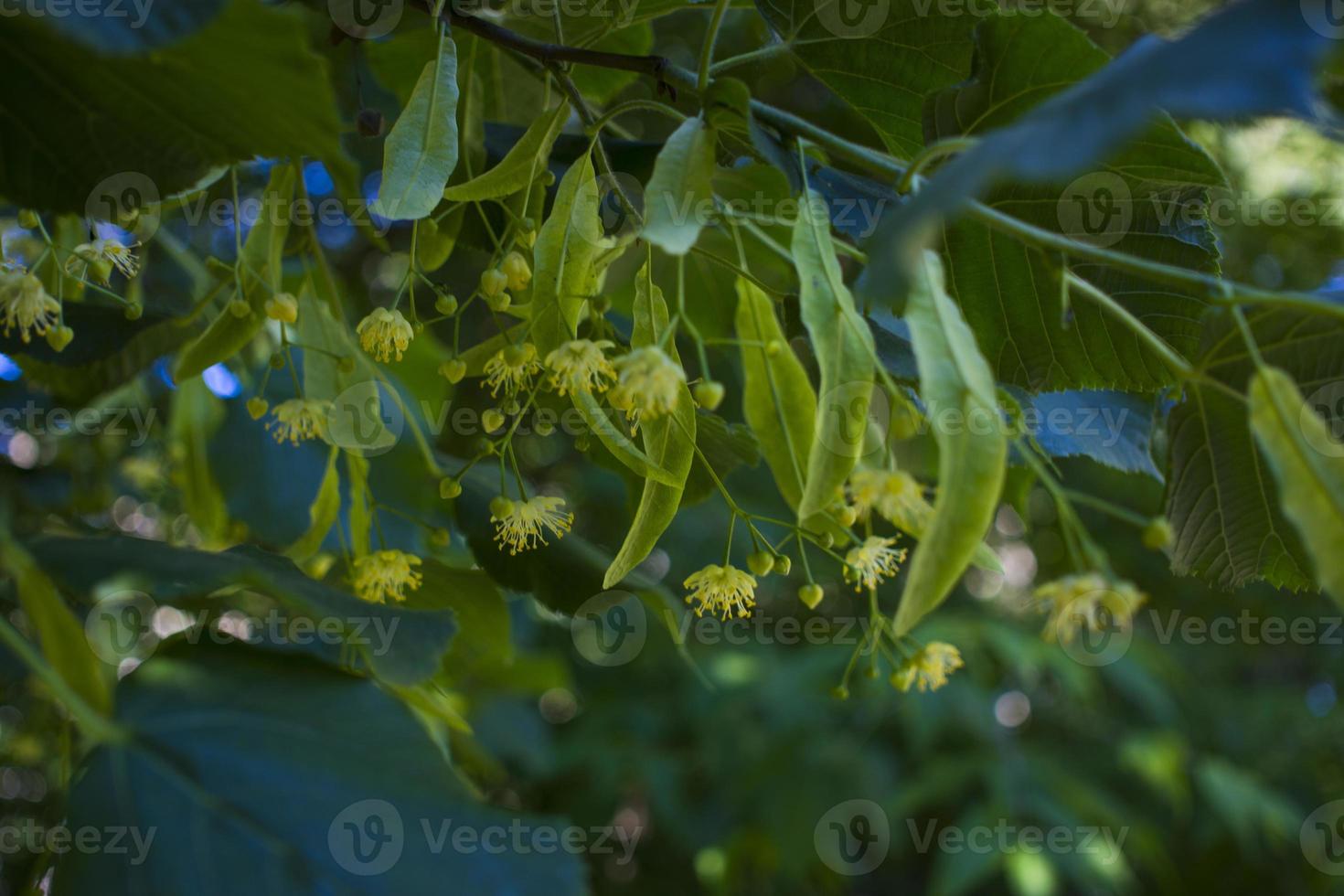 Tilia, linden tree, basswood or lime tree with unblown blossom. Tilia tree is going to bloom. A bee gathers lime-colored honey photo