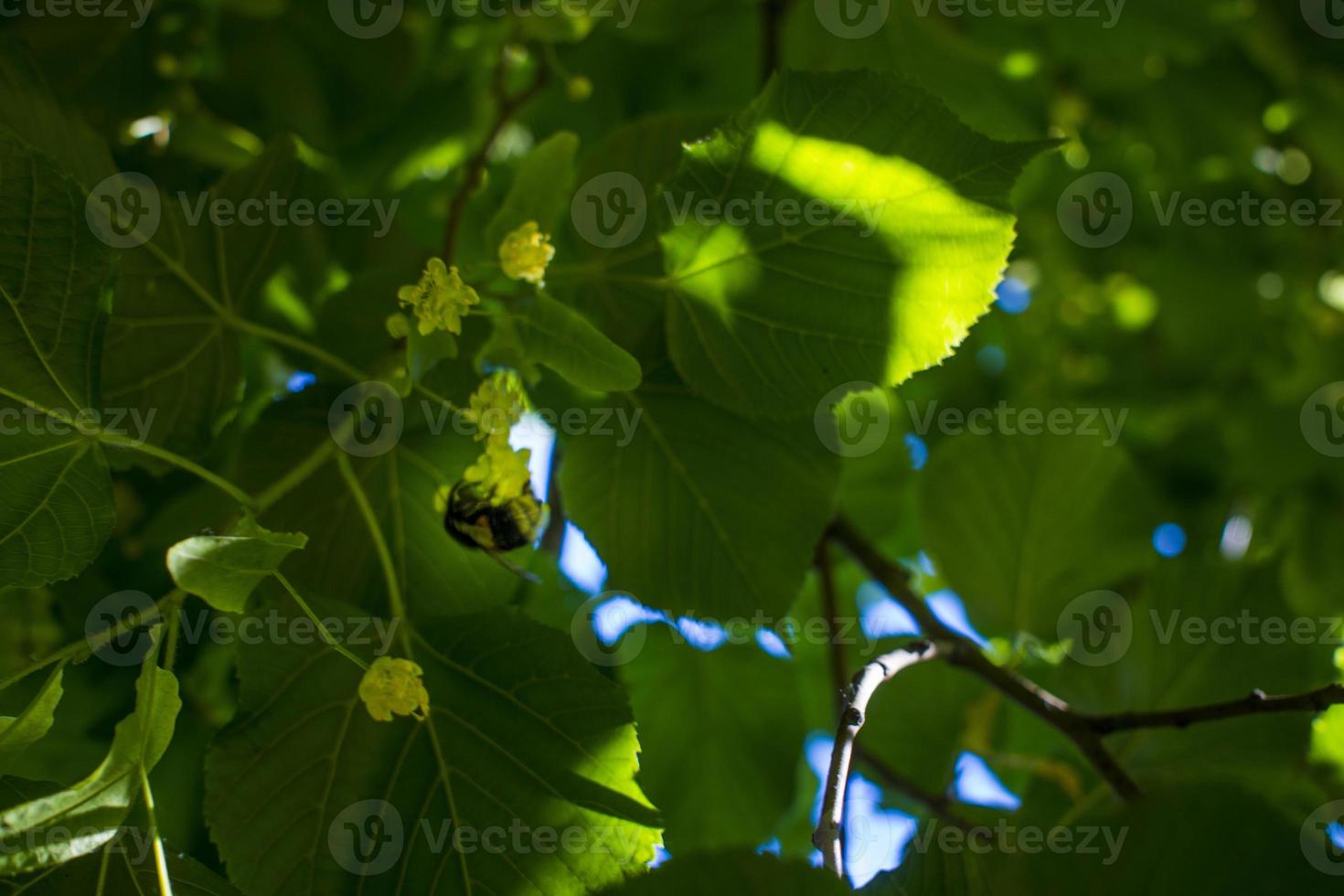 Tilia, linden tree, basswood or lime tree with unblown blossom. Tilia tree is going to bloom. A bee gathers lime-colored honey photo