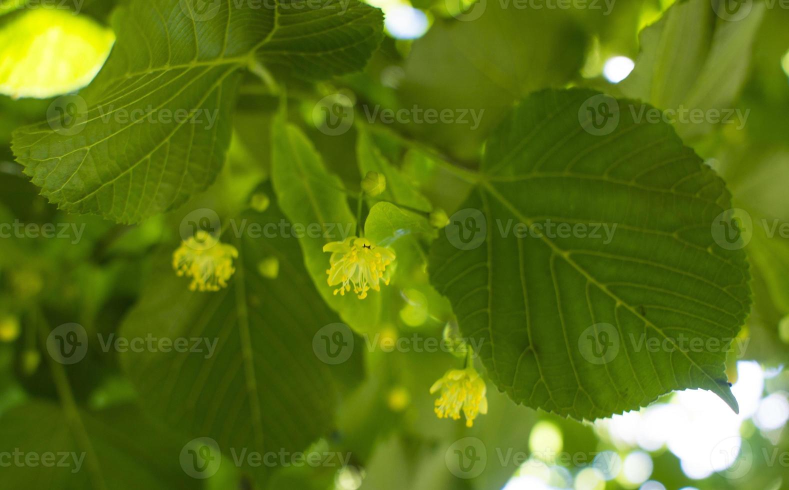 Tilia, linden tree, basswood or lime tree with unblown blossom. Tilia tree is going to bloom. A bee gathers lime-colored honey photo