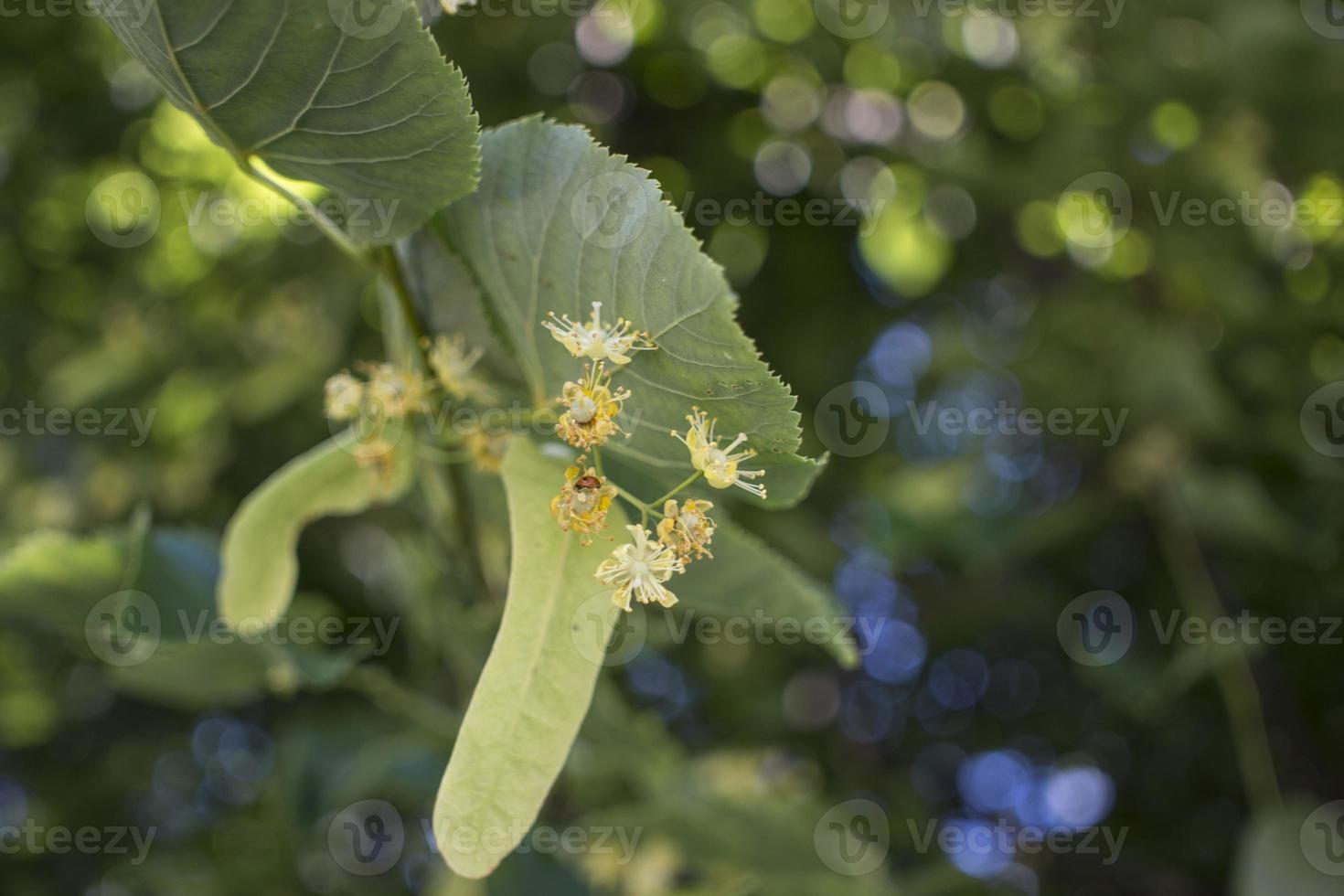 Tilia, linden tree, basswood or lime tree with unblown blossom. Tilia tree is going to bloom. A bee gathers lime-colored honey photo