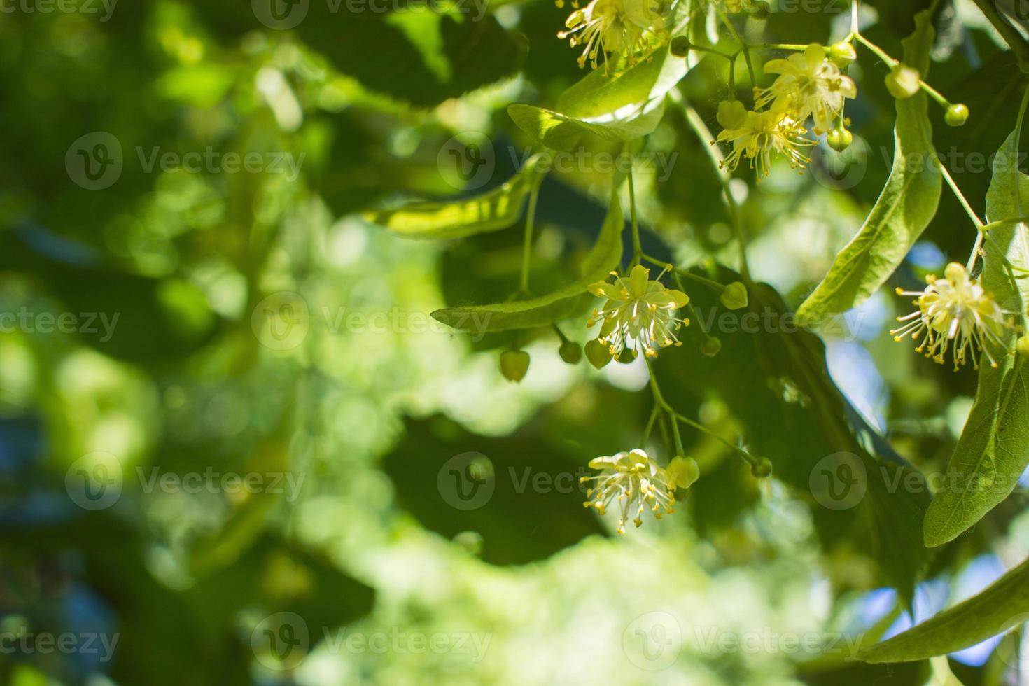 Tilia, linden tree, basswood or lime tree with unblown blossom. Tilia tree is going to bloom. A bee gathers lime-colored honey photo