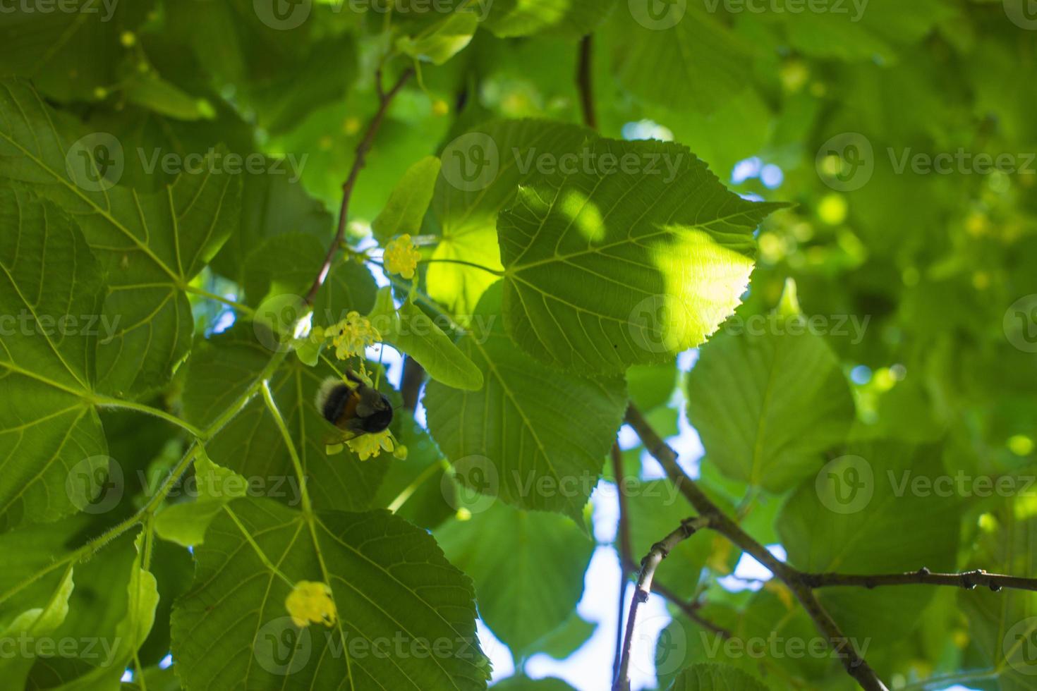 Tilia, linden tree, basswood or lime tree with unblown blossom. Tilia tree is going to bloom. A bee gathers lime-colored honey photo