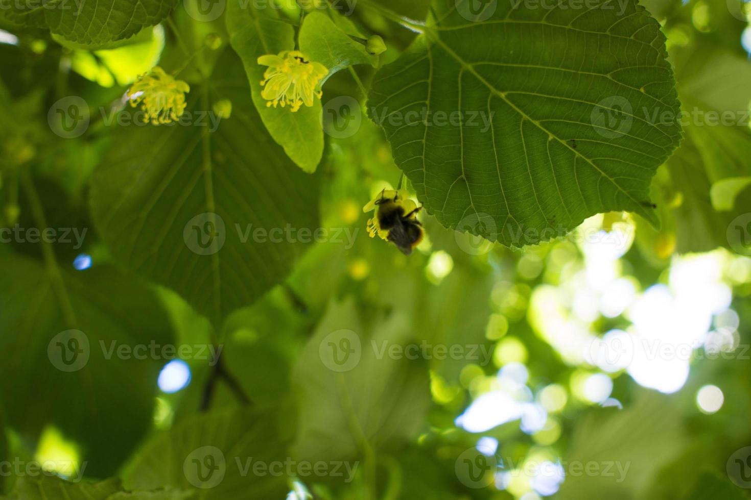 Tilia, linden tree, basswood or lime tree with unblown blossom. Tilia tree is going to bloom. A bee gathers lime-colored honey photo