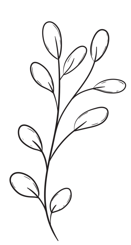 Hand Draw Branch with Leaves, Line Art png