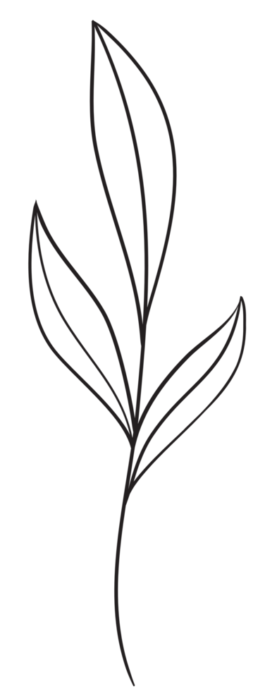 Hand Draw Branch with Leaves, Line Art png