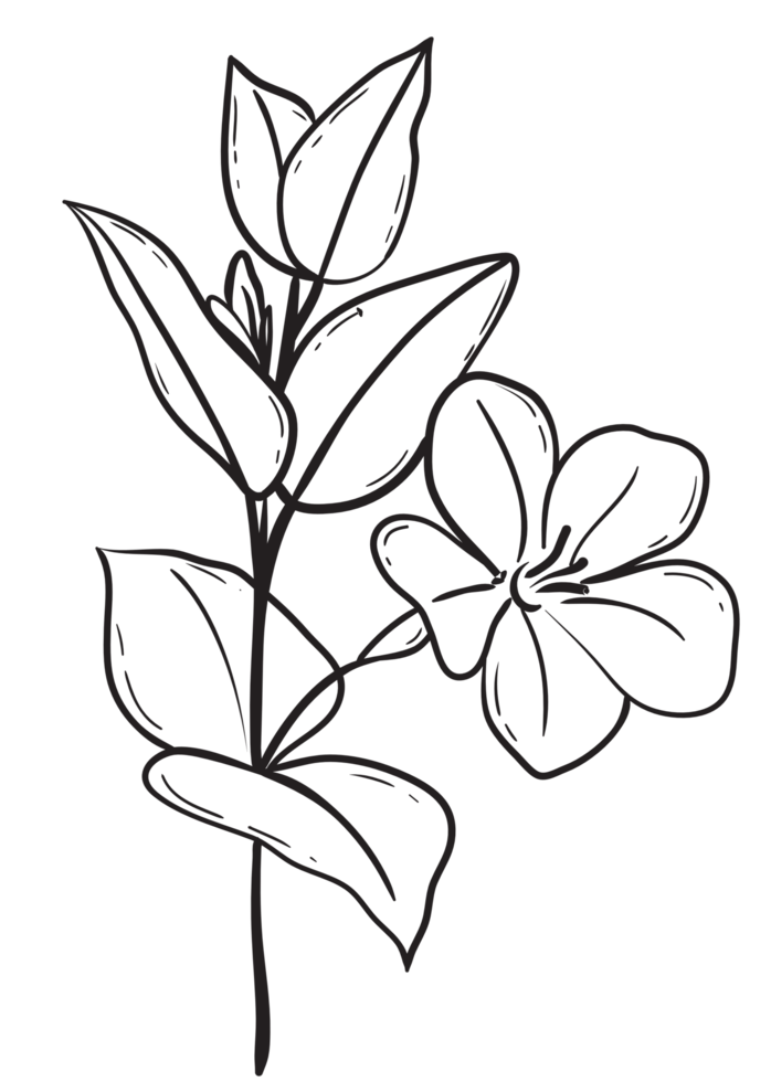 Hand draw, Branch with Flowers,Line Art png