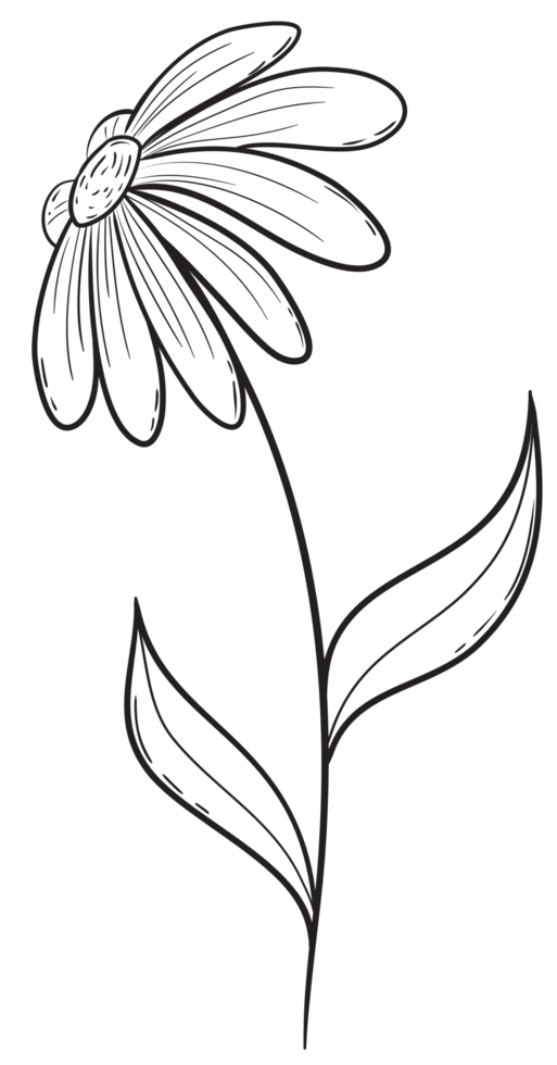 Hand draw, Branch with Flowers,Line Art png