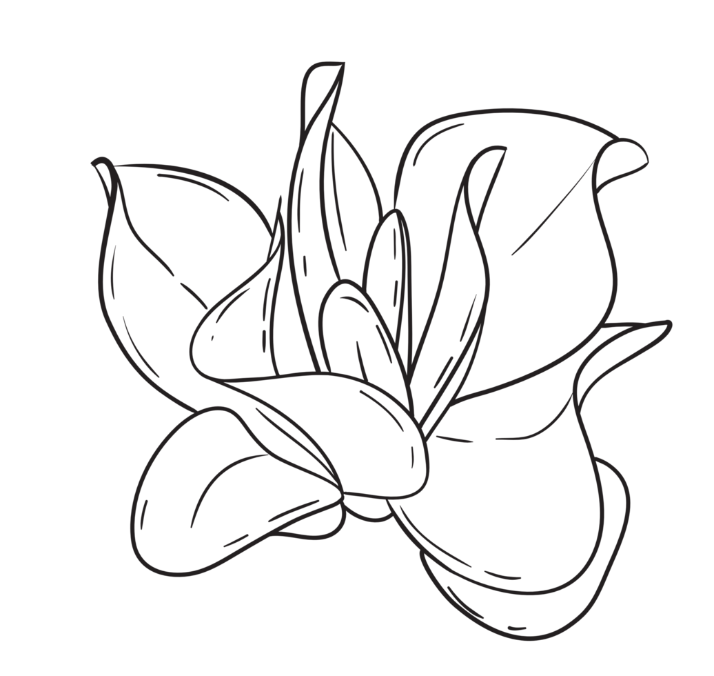 Free Hand Draw Cactus Line Art 22945110 PNG with Transparent Background