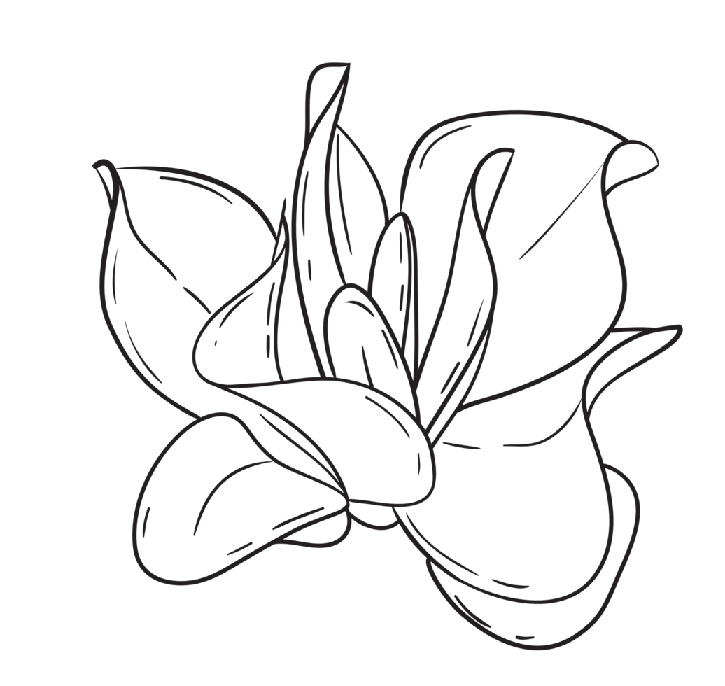 Hand Draw Cactus Line Art png