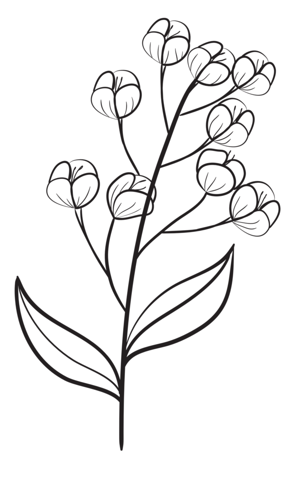 Hand draw, Branch with Flowers,Line Art png