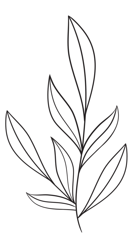 Hand Draw Branch with Leaves, Line Art png