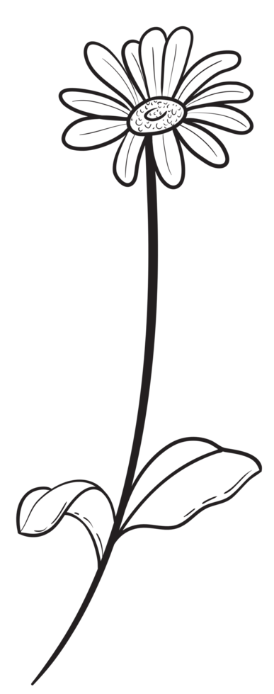 Hand draw, Branch with Flowers,Line Art png