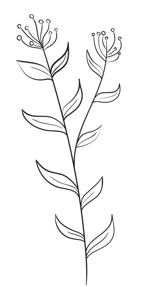 Hand draw, Branch with Flowers,Line Art png