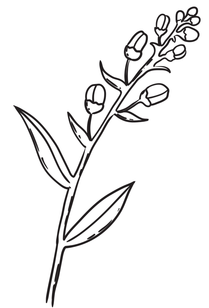 Hand draw, Branch with Flowers,Line Art png