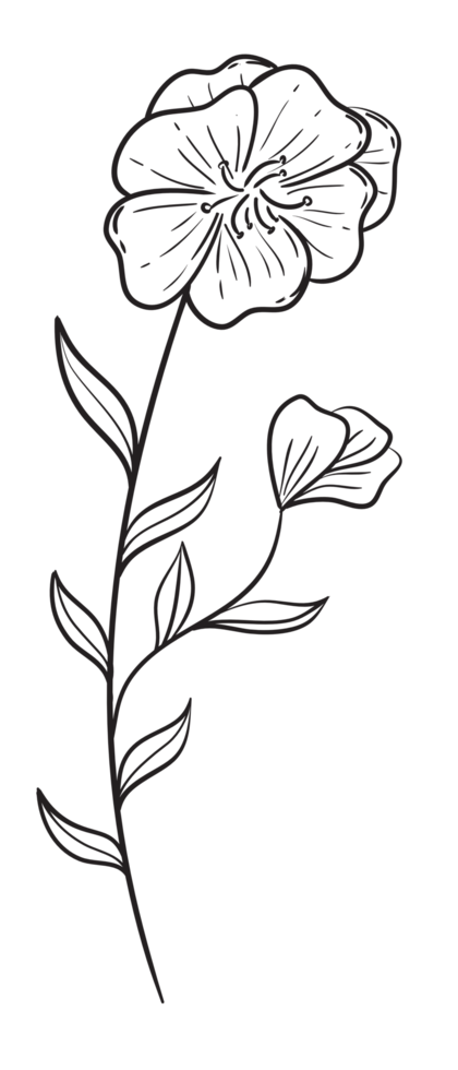 Hand draw, Branch with Flowers,Line Art png