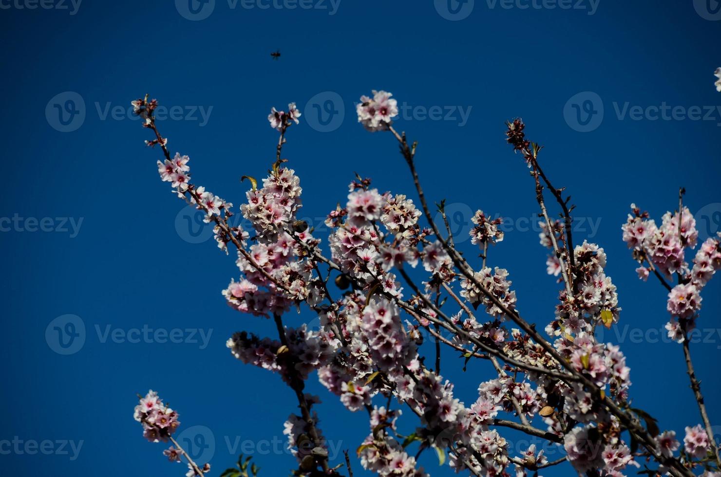 A flower background photo