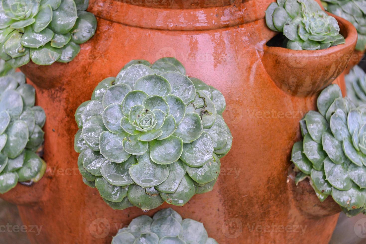 flower pots with plants and seeds, planting, gardening photo