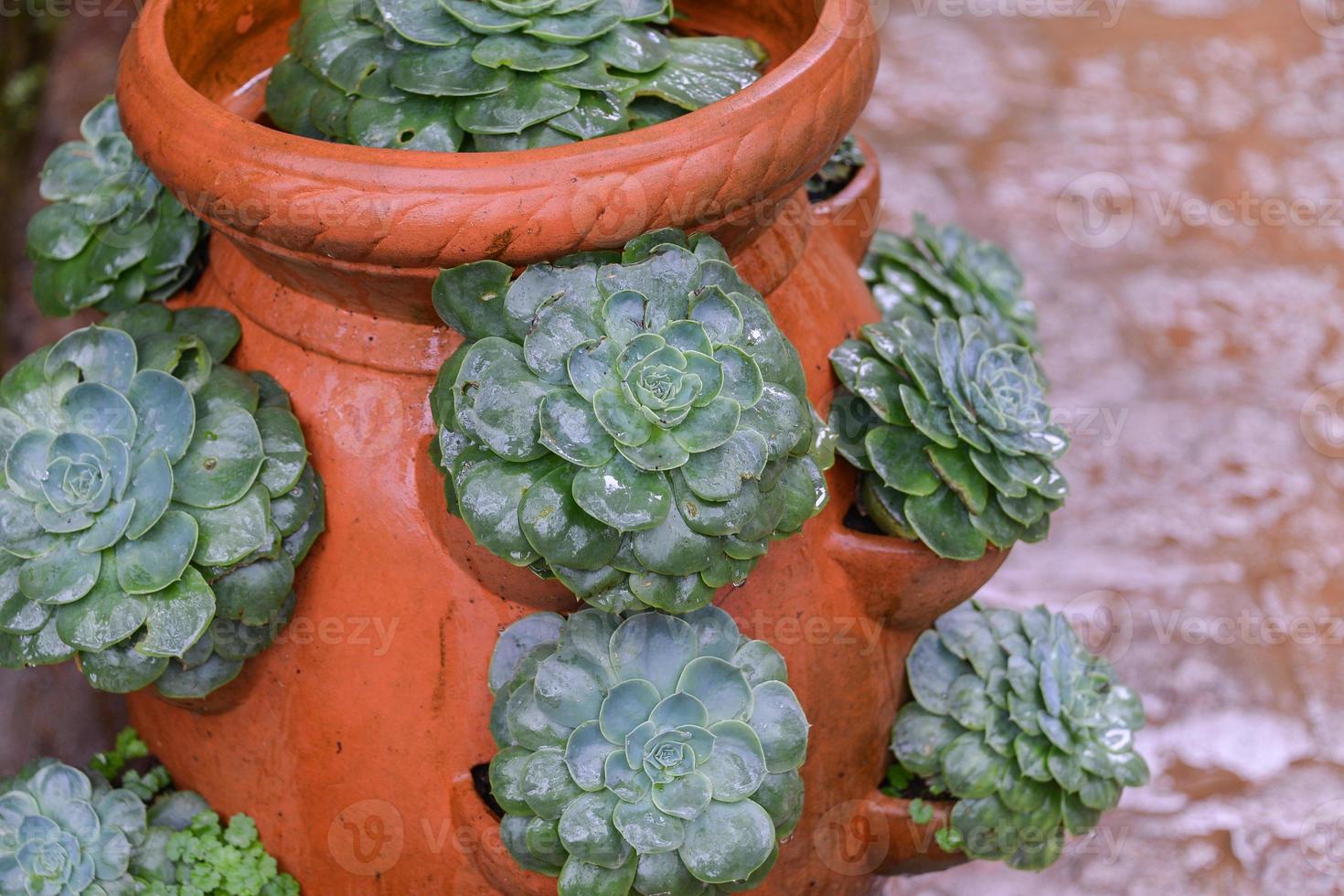 flor ollas con plantas y semillas, plantando, jardinería foto