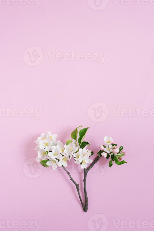 Apple tree branch with white flowers on a pink background with copy space. Flat lay composition. Spring concept photo