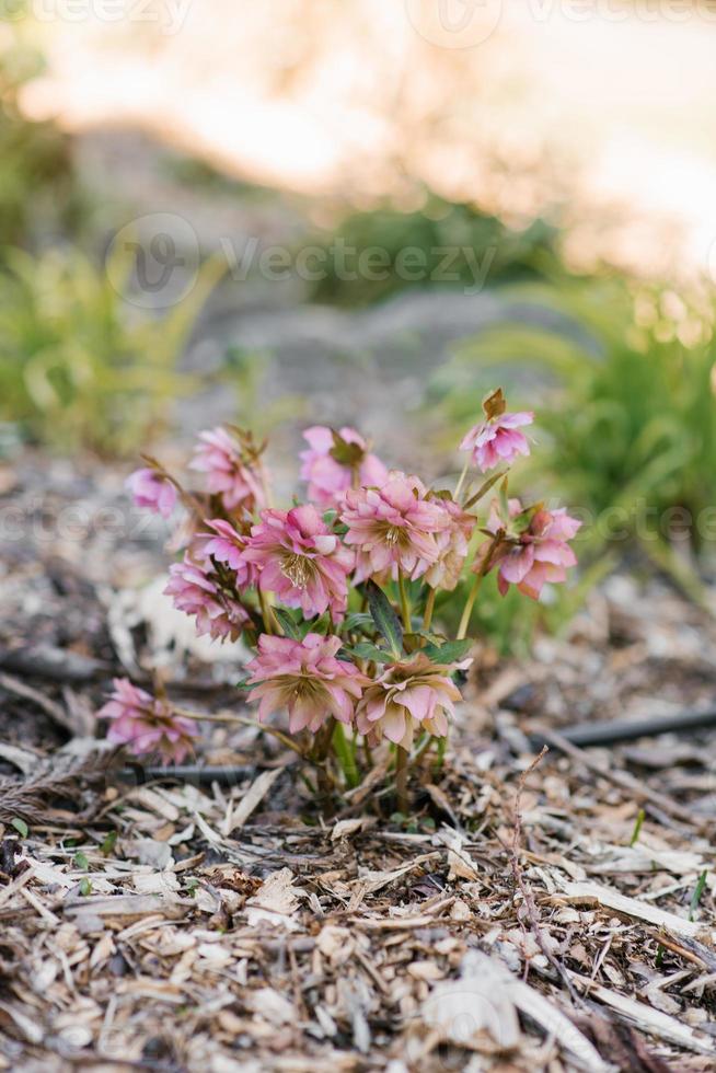 Pink flowers of double hellebore grow in spring in the garden photo