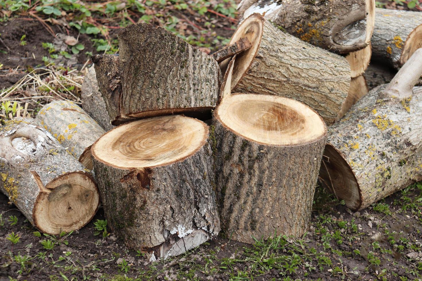 photo pile of round logs and stumps from a sawn walnut tree