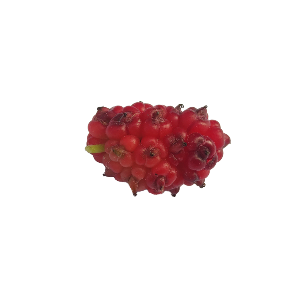 Red mulberry on transparent background png