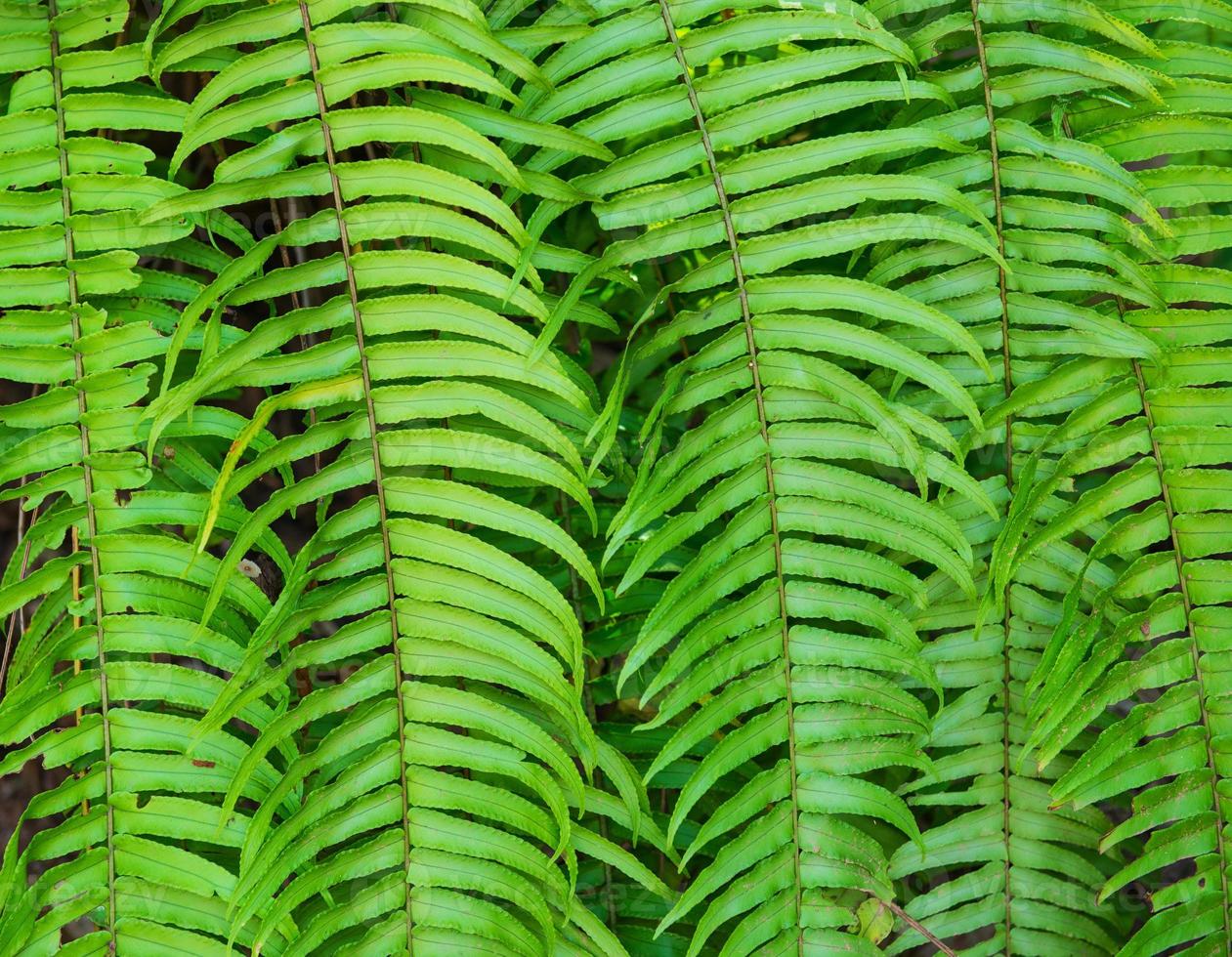 Fern leaves, nature and plant photo