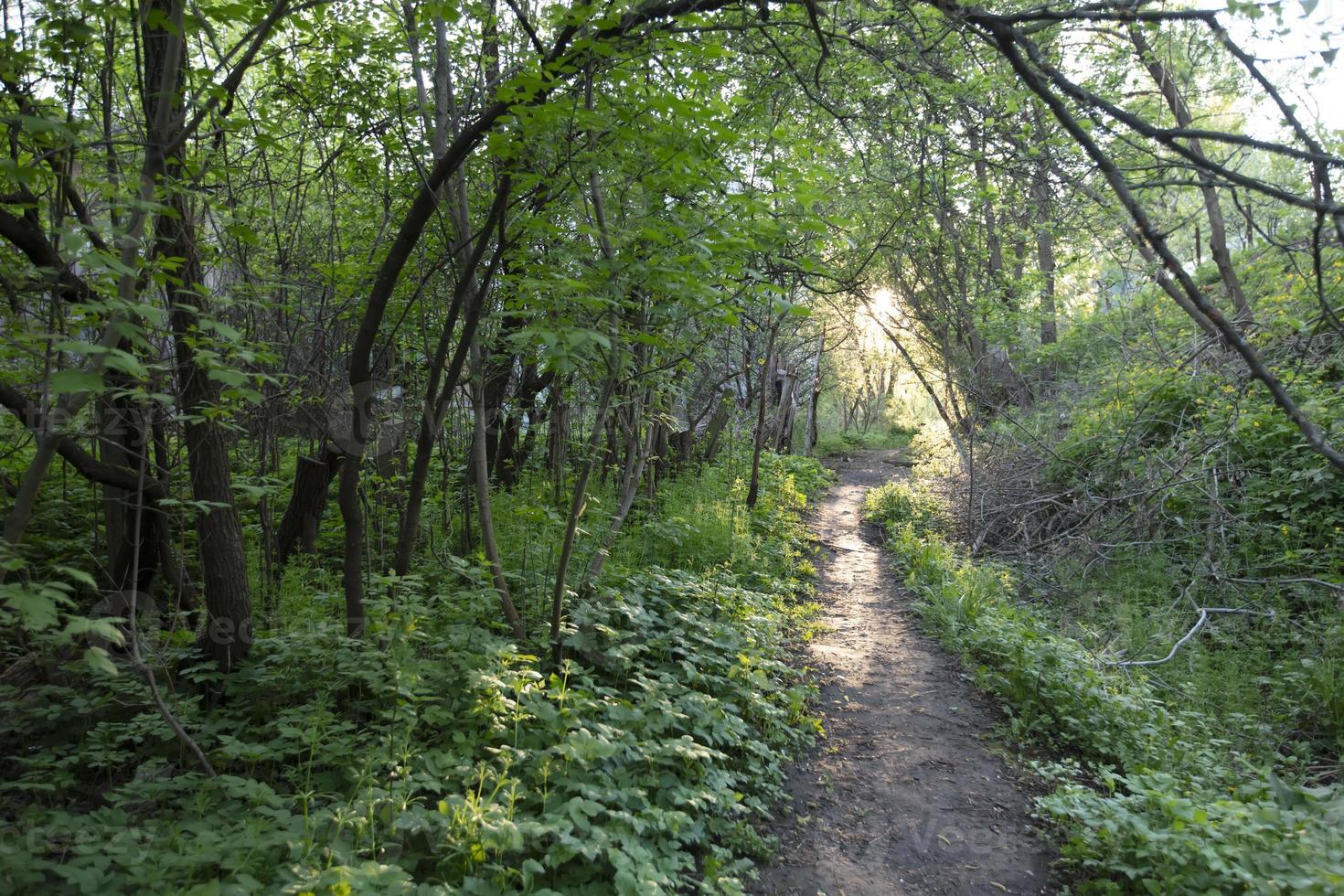 The forest is green with a path and the setting sun. photo