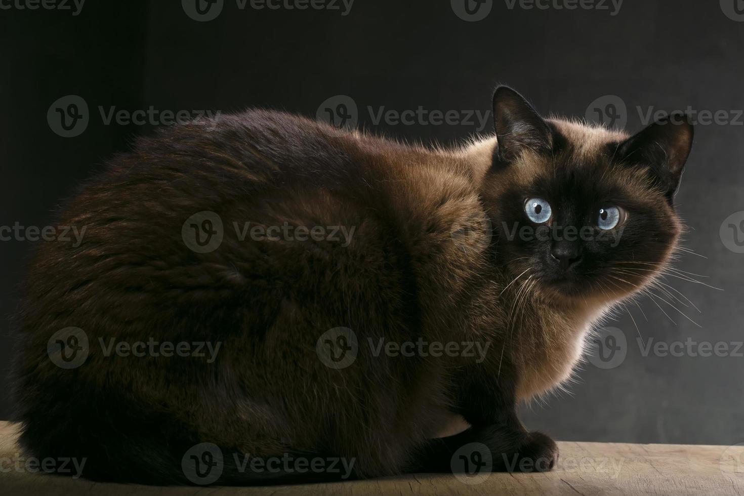 Thai fluffy cat with blue eyes studio shot. photo