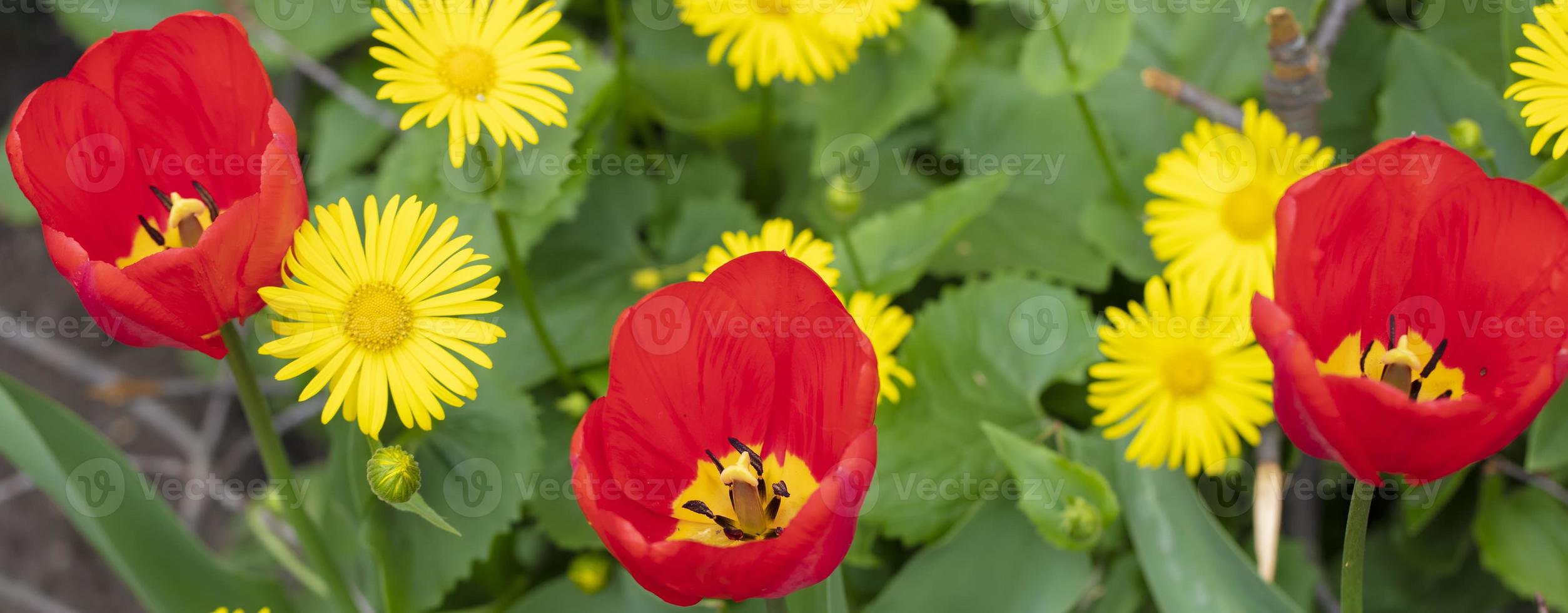 bandera rojo flores tulipanes en un amarillo antecedentes. foto