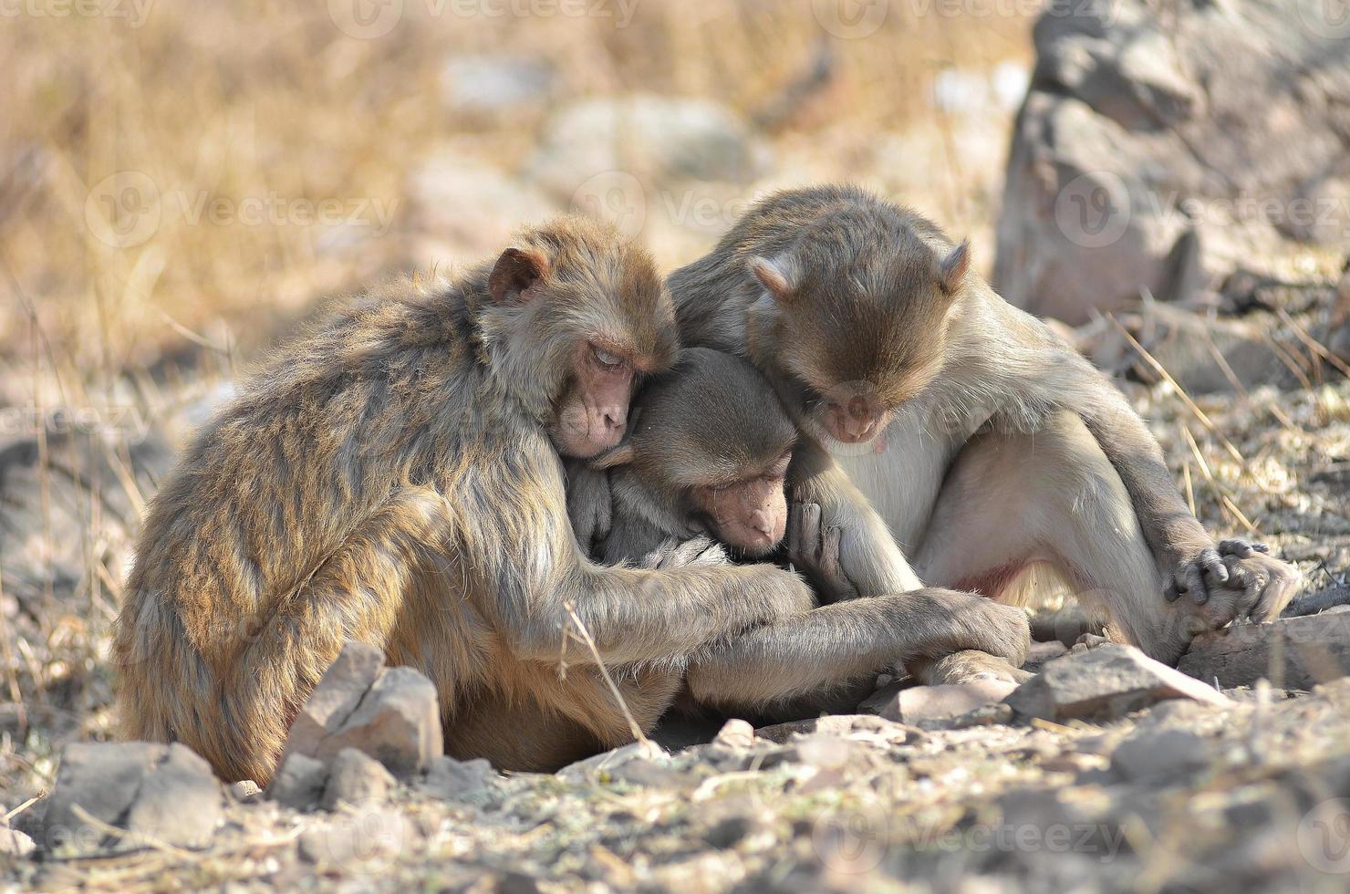 el instinto de amor de animal, mono foto